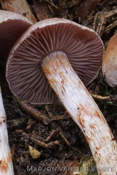 Kopervloksteel gordijnzwam - Cortinarius spilomeus